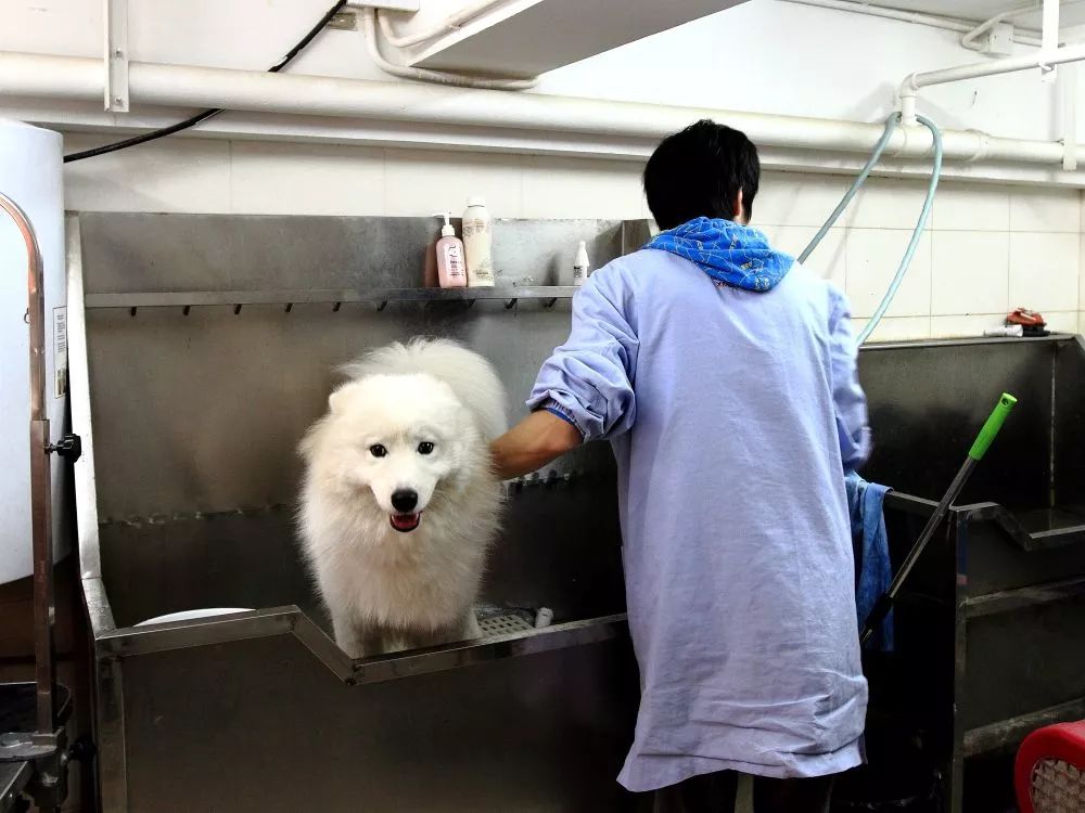 大狗去宠物店,自己在家洗宠物狗需要关注什么