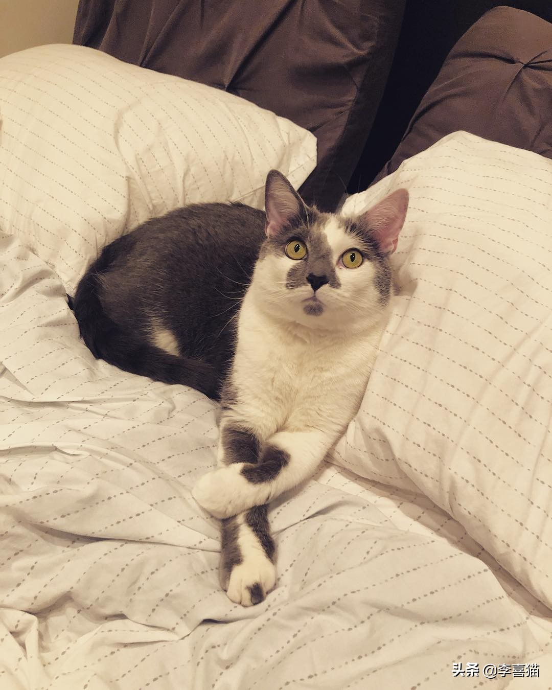 铲屎官必知不要做猫咪讨厌的事,猫咪饲养6大误区铲屎官们要关注