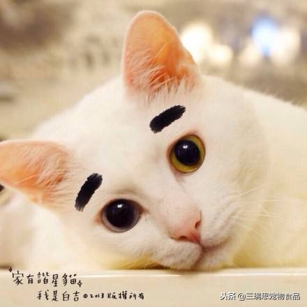 萌猫十大明星,十大萌猫排名