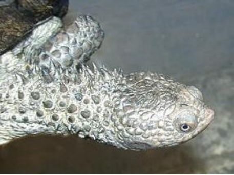 刺颈龟属图片,刺颈龟是保育品种吗