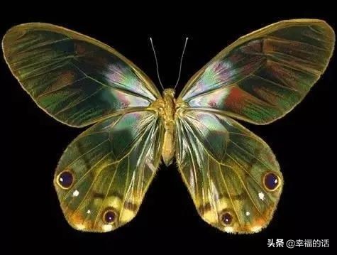 6月到了，送你6花6蝶6鸟6景6曲6诗，这月顺顺利利。