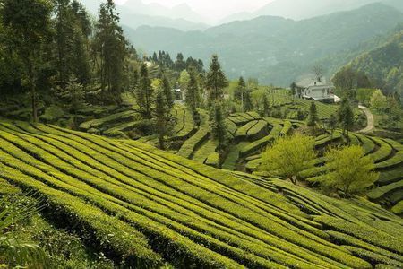 中国十大名茶是哪一些茶,我国各种名茶的代表地方