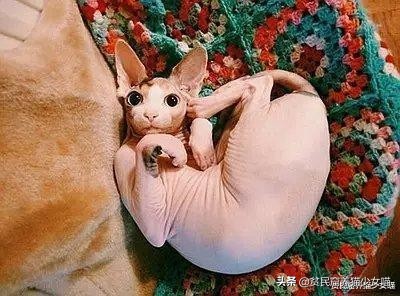 无毛猫到底是不是骗人的,无毛猫过敏了什么样