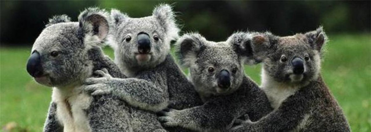 澳洲野兔成灾成灾黑白视频,澳大利亚野兔繁衍成灾视频