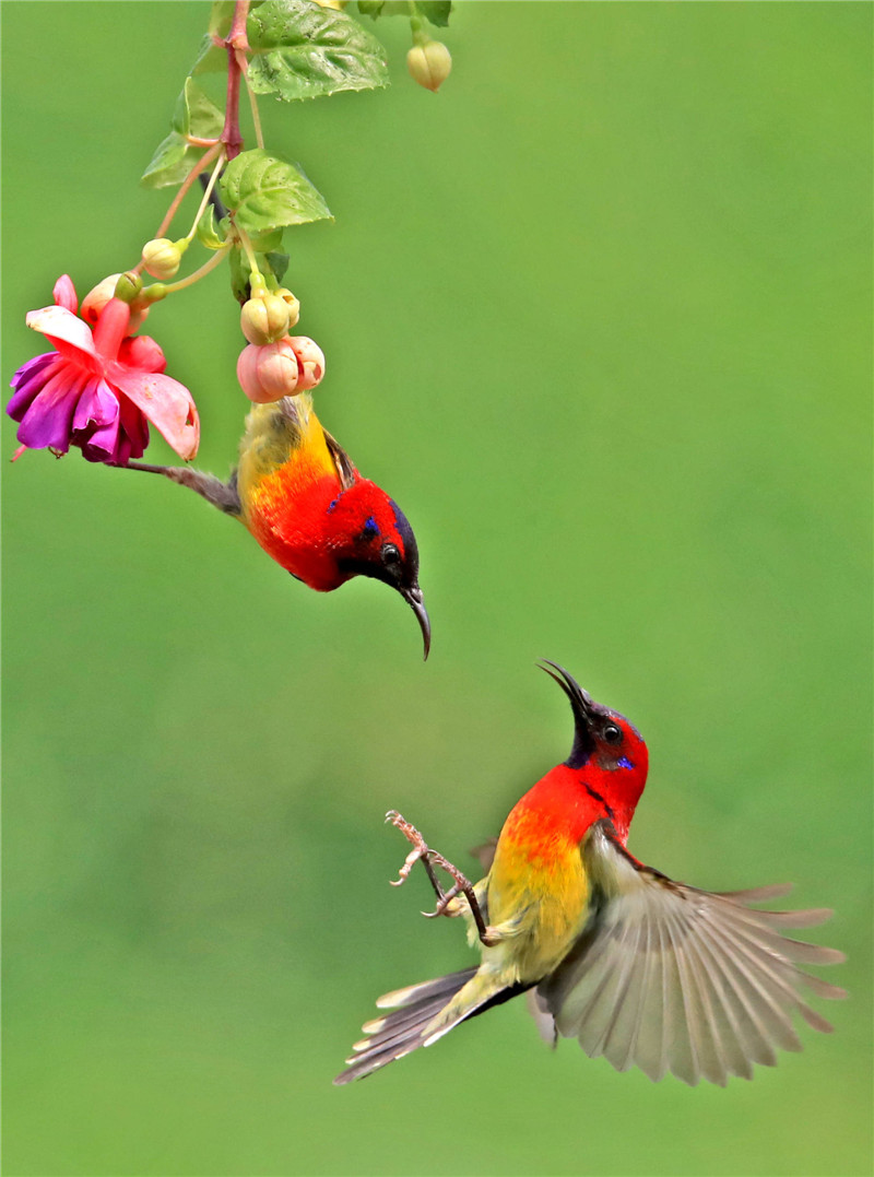 金沙遗址太阳鸟图片,叉尾太阳鸟图片大全