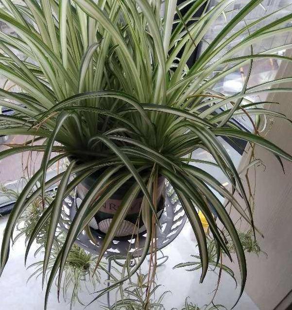 怎么养吊兰能长得好？做到这5点，盆栽观赏价值贼高