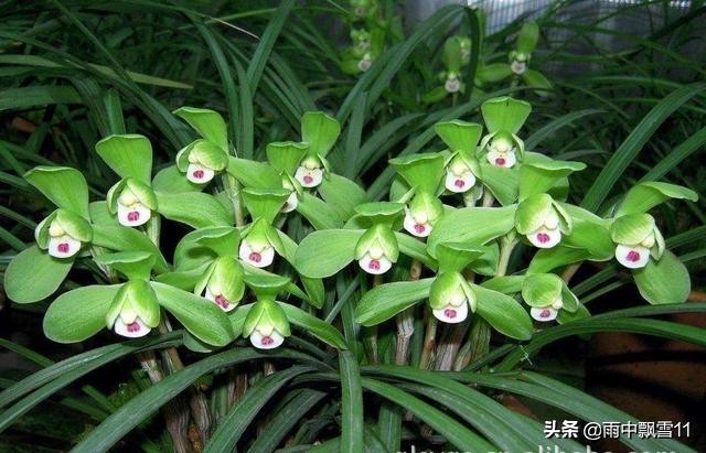 兰叶焦尖发黑是什么原因,兰花叶子焦尖是生病还是缺水判断