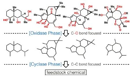 紫杉醇的半合成化学实验视频讲解,紫杉醇液相色谱法
