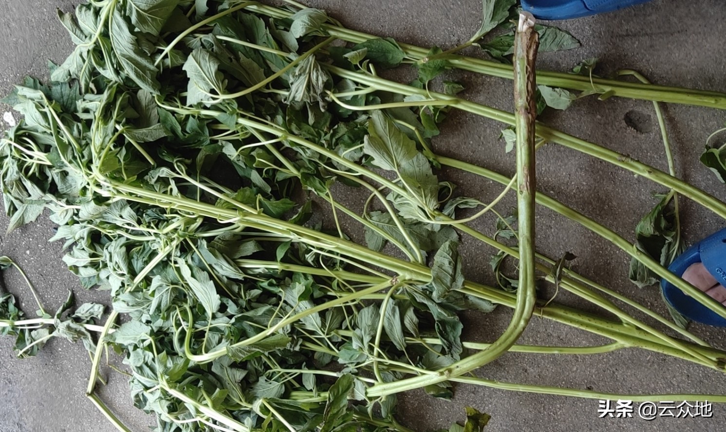 芝麻开花节节高生长过程,芝麻长得不开花不结果怎么办