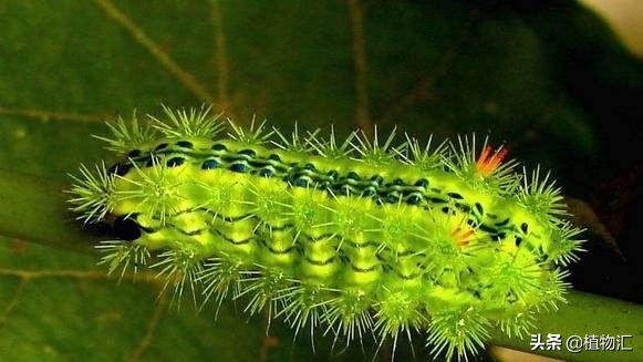 教你识别十大虫害,专治各种害虫图谱大全