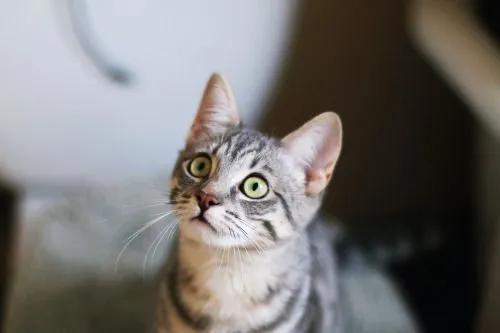 猫咪这几处打不得，你打过吗？