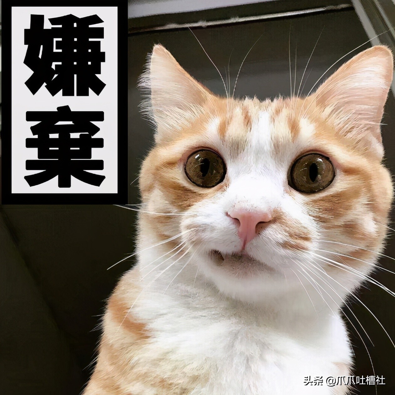 猫咪得了糖尿病，怎么办？给它喝点“糖盐水”