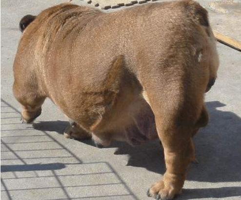 布鲁氏菌病不仅对狗有伤害，还能进入人体，尤其孕期的犬较为危险