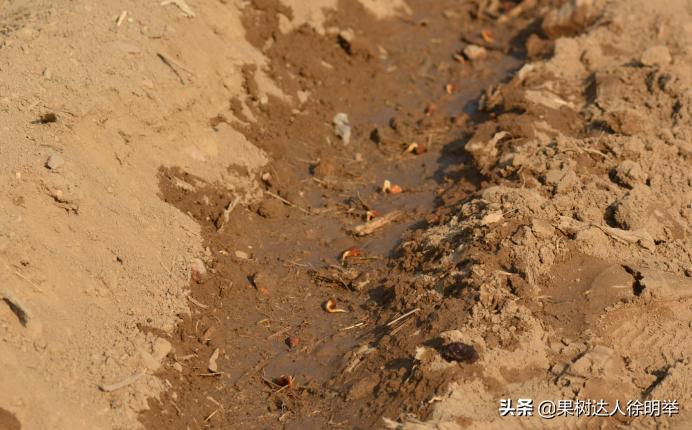 桃树种子播种繁殖的还需要嫁接吗,六月嫁接春季栽的小桃树可以吗