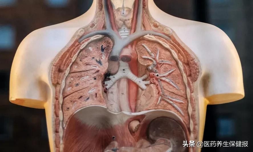 老年人内脏下垂如何锻炼恢复,中年人怎么防止脸部下垂