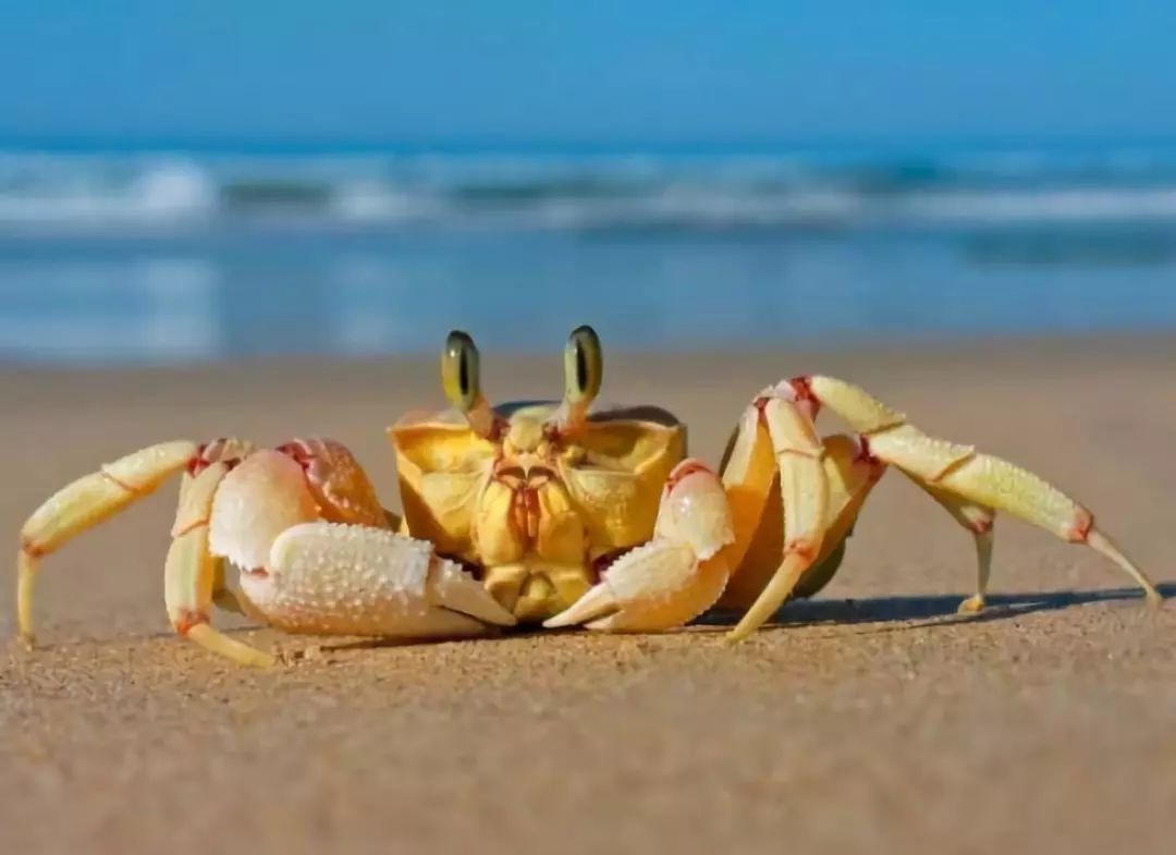 恐怖寄居蟹宠物螃蟹,蟹奴寄生人类