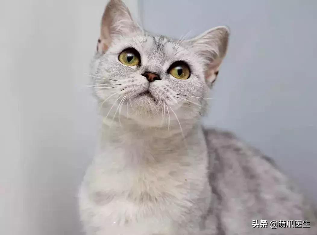 领养一只猫真的很难吗,领养很难