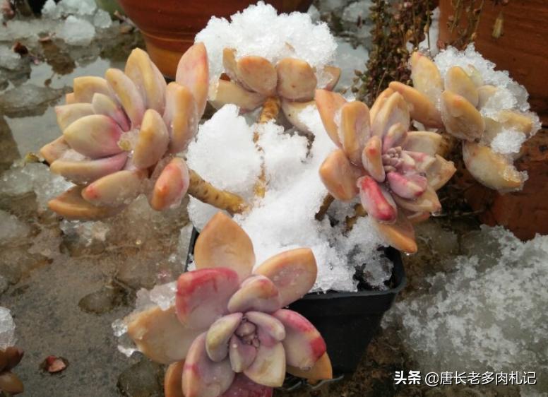 耐高温好养的多肉品种,耐零下5度的多肉有哪些