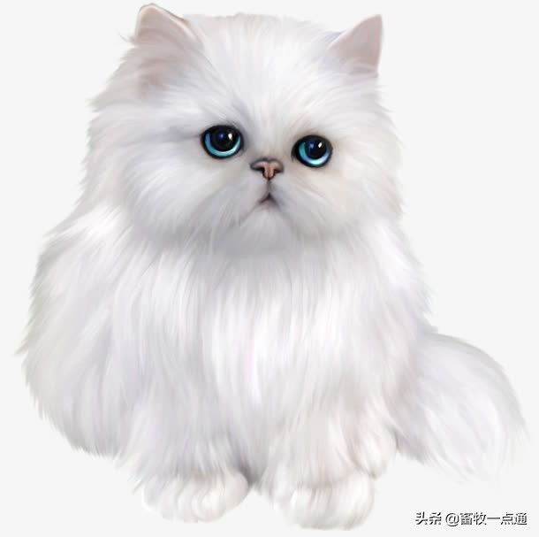 猫腹膜炎的症状及治疗方法,猫传染性腹膜炎治疗处方单