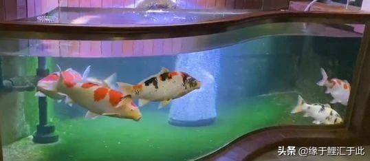 锦鲤趴缸底是什么病用什么药,锦鲤趴缸最快最好的恢复方法