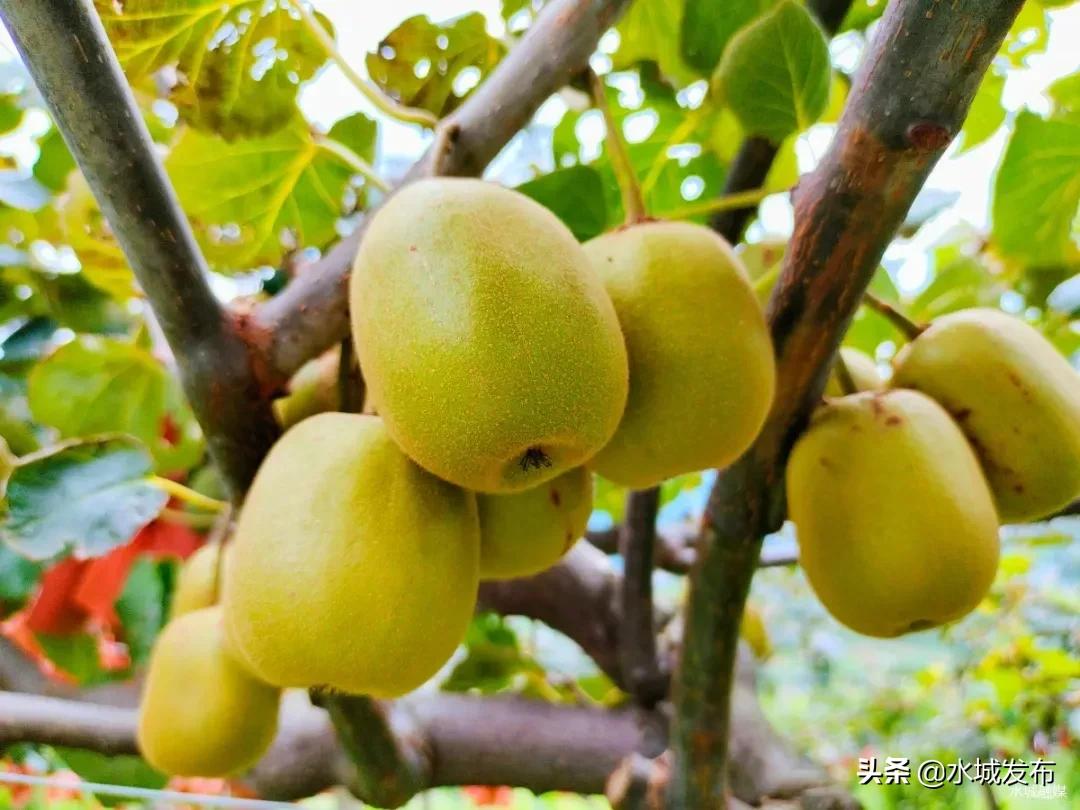 水城县特色产业,全域水城美丽乡村建设