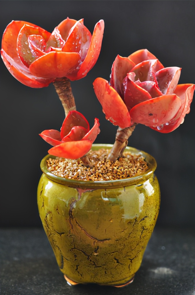 多肉公主艺术造型,韩国画多肉的女孩