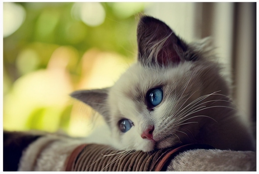 猫咪离世前的七种征兆,猫咪去世前的12个征兆太揪心了