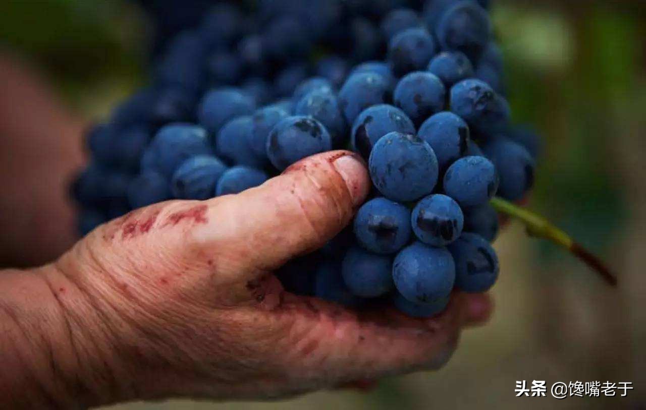 进口红酒怎么识别真假酒呢,买红酒认准渠道