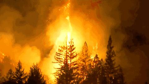 山火发生和救援时惊心动魄的过程,扑火队火场