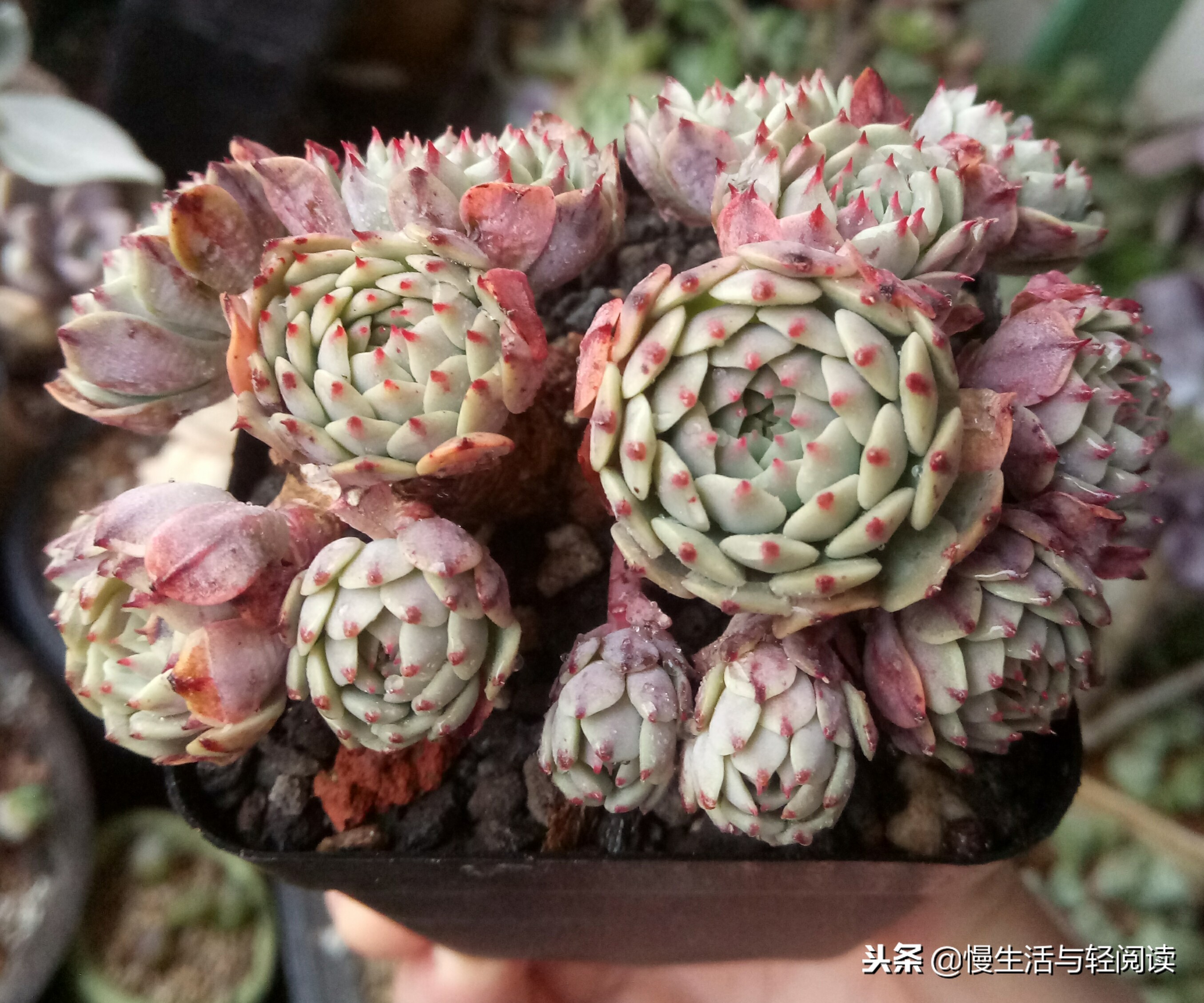 慢生活轻小说免费阅读,慢生活轻小说