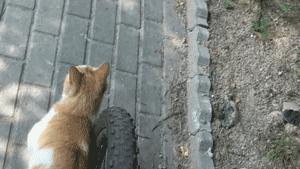 猫圈一定是魔咒吗,猫圈玄学黑猫