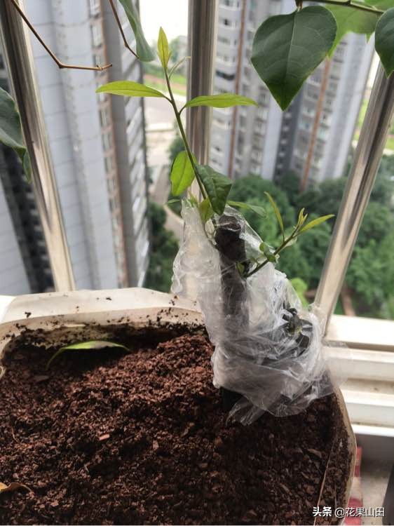 金弹子生桩来芽后能不能晒太阳,金弹子冬天缠膜后多久发芽