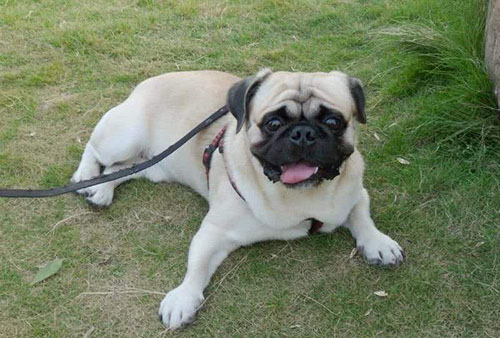 狗儿缺钙吃什么,小猫缺钙腿软吃什么