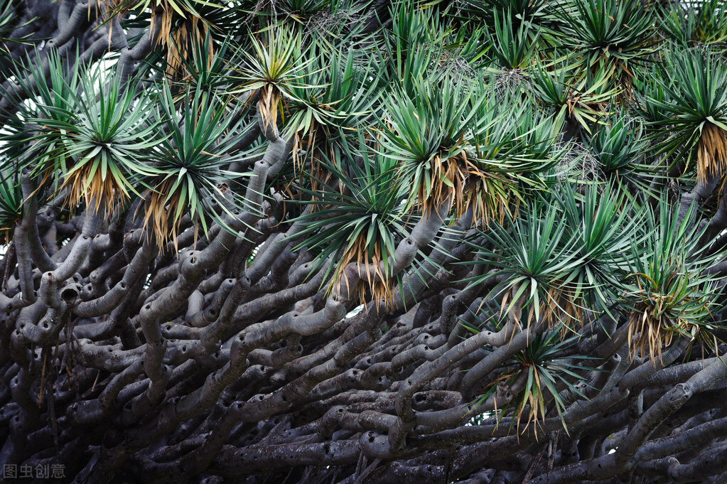 龙血树绿植好处,龙血树和绿植