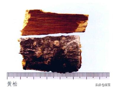 黄柏与关黄柏性状鉴别表格,中草药关黄柏与黄柏的区别
