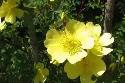 拍摄花的花语,100种摄影基础美学