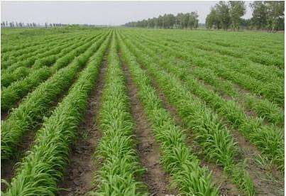 鸭茅草的种植要点有哪些,鸭茅草营养价值