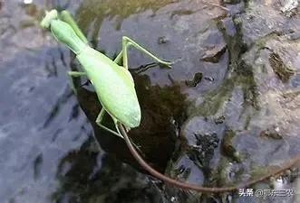 农村路上和水边看到会动的铁丝不要碰，对人真的有伤害呢？