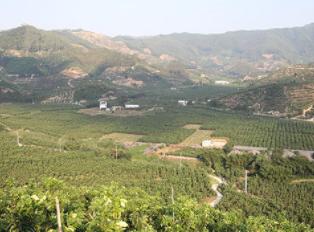 泰国山竹为什么是脆的,泰国山竹怎么挑选好的