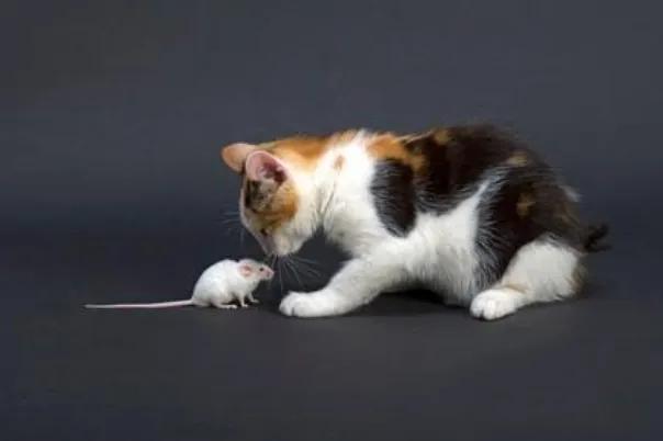猫抓住老鼠后为什么老鼠放弃抵抗,猫抓了老鼠为什么喜欢玩