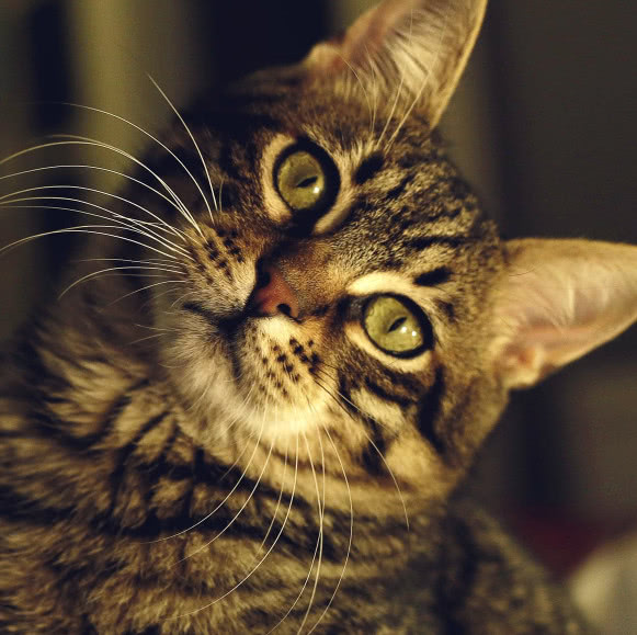 猫咪为什么会得慢性肾病,猫咪眼睛白内障的症状有哪些表现