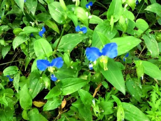 那些常见却叫不上名字的野花野草,常见的野花野草却是农家之宝