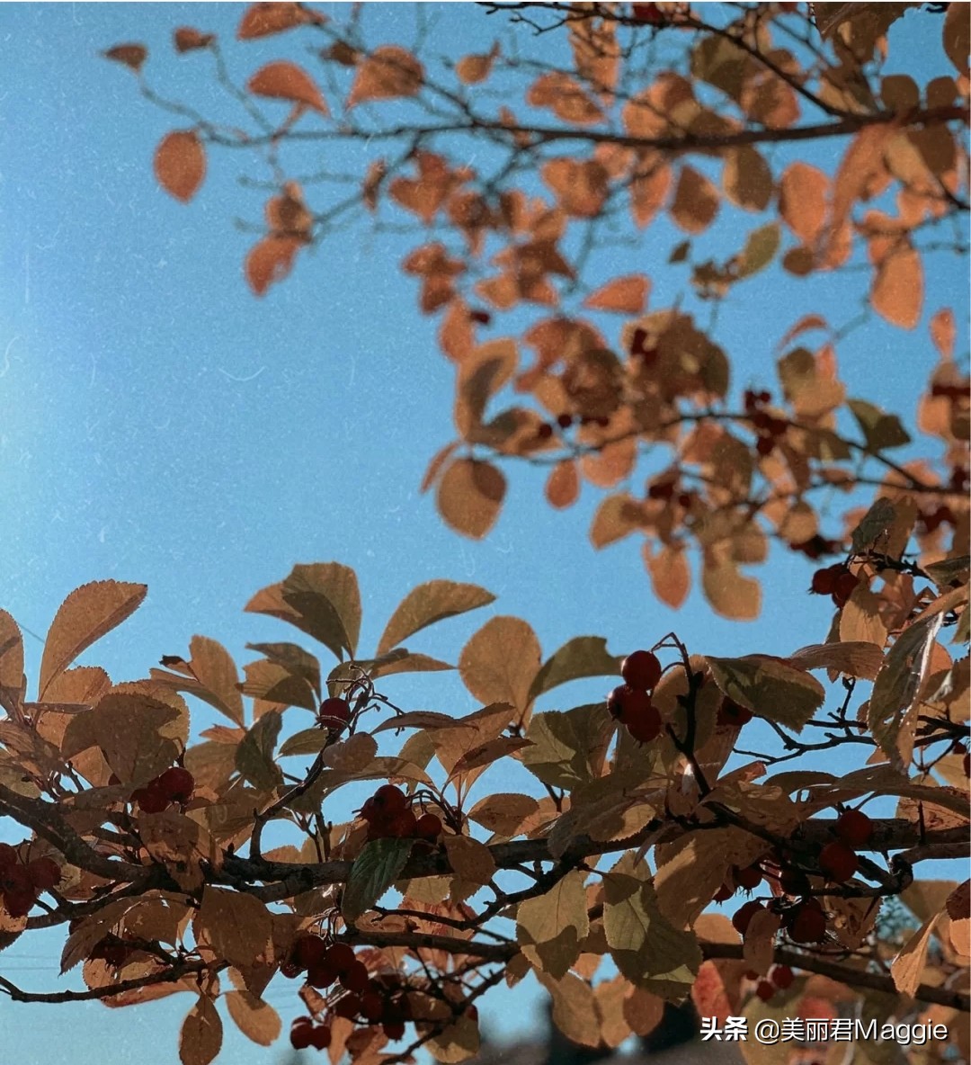 maggie美丽物语,maggie的美丽物语