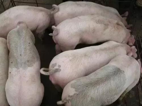 小猪无名高热用什么药,猪无名高热怎么办