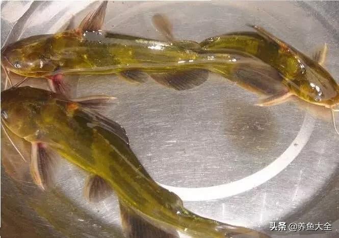 这“肉疙瘩”是竟然鱼？无鳞像虫还有毒，网友：几百元一斤