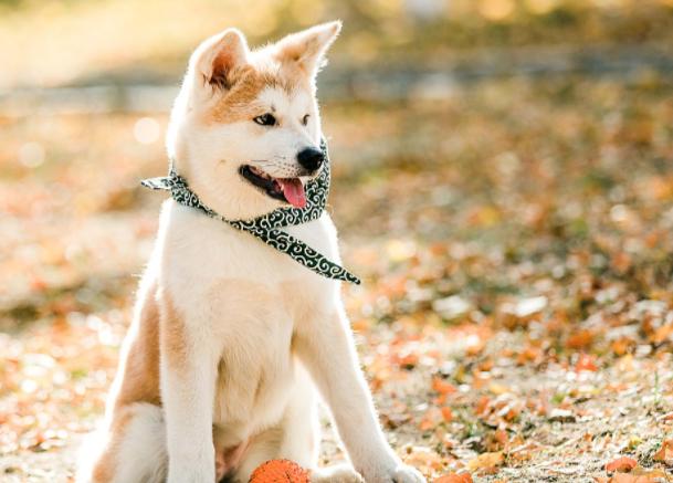 小狗吃自己的便便怎么办，有些情有可原，有些可千万谨慎，请收藏