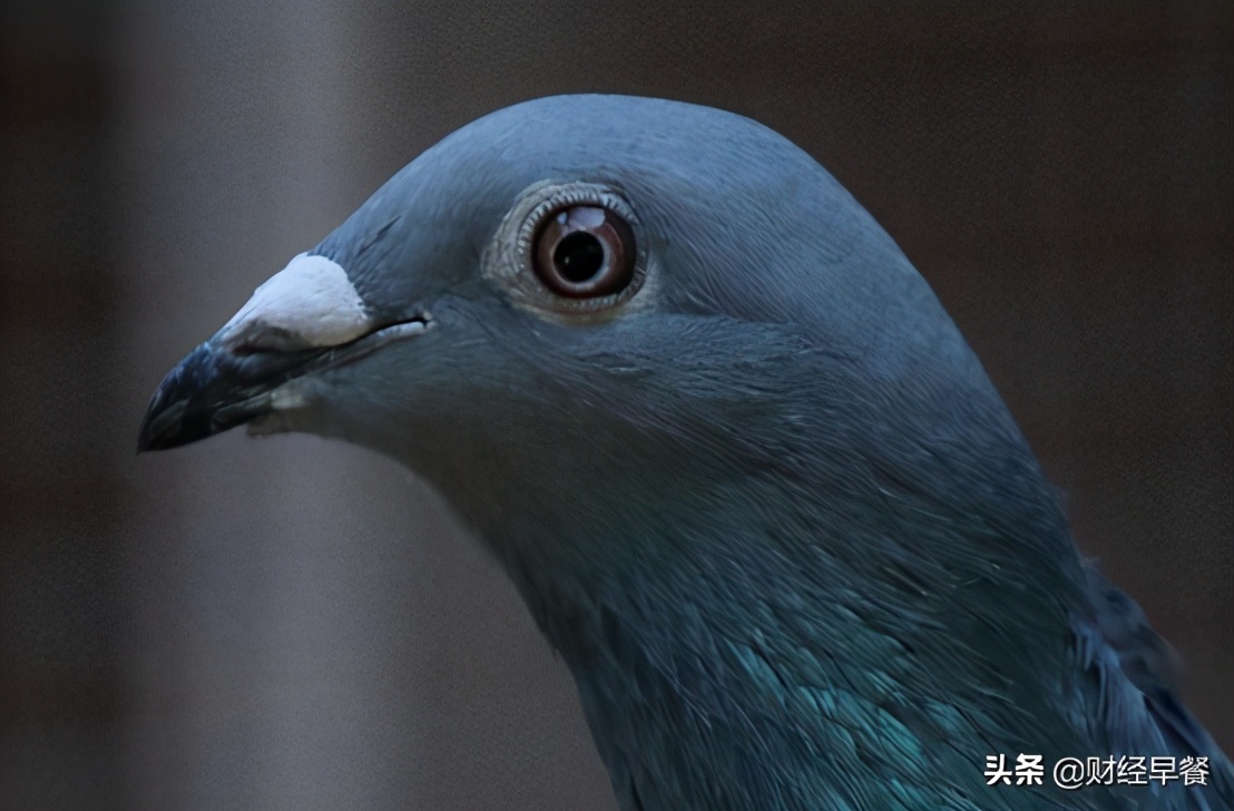 赛鸽奖金过亿,千万级赛鸽