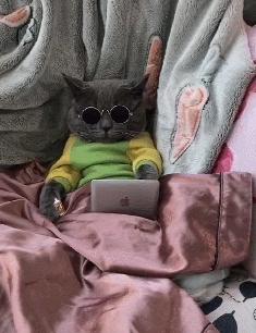 猫咪各个品种大概价格,最受欢迎的猫咪排行视频