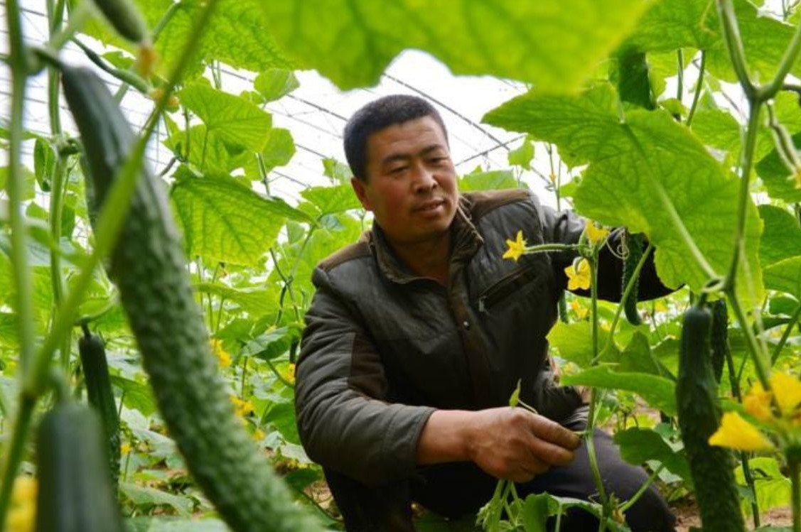 种黄瓜怎么才能瓜条直,黄瓜高产瓜条顺直管理技术