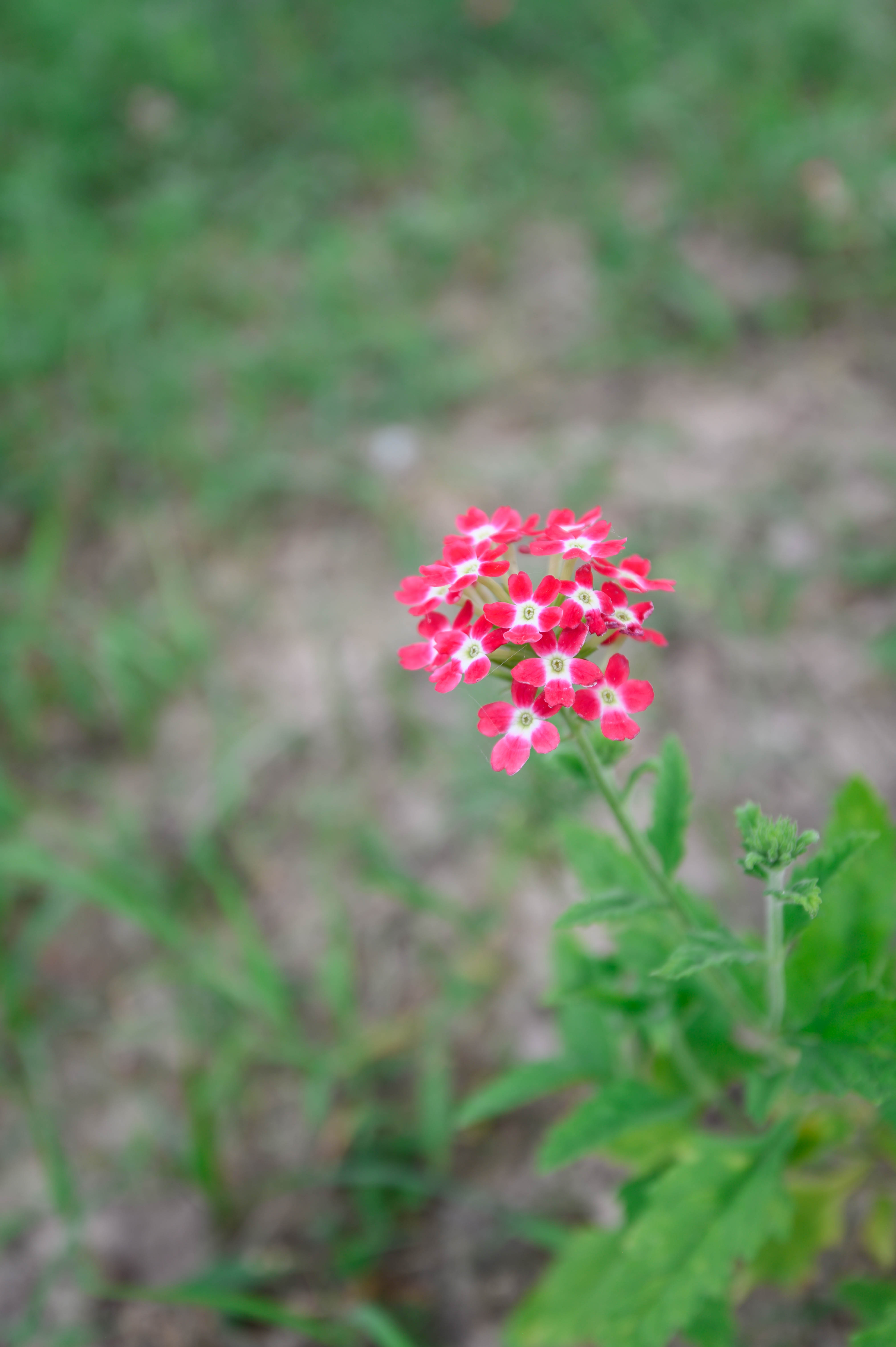 知道乌村吗，孩子来了就不愿离开，住乌村去西栅可以省150元